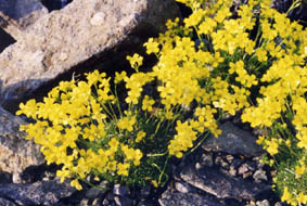 Draba rigida var bryoides